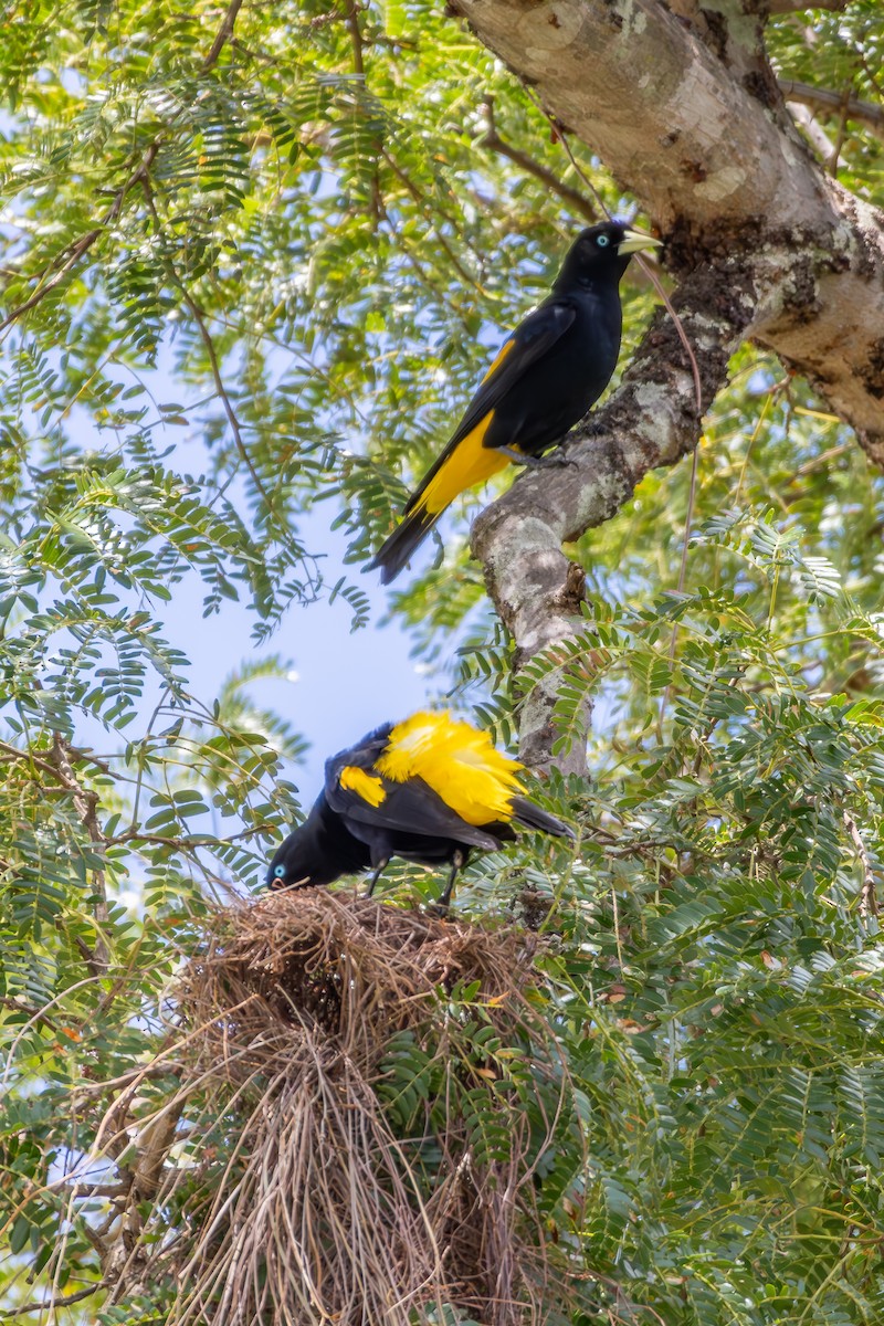 Yellow-rumped Cacique - ML646301645