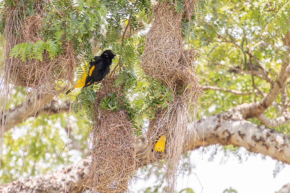 Yellow-rumped Cacique - ML646301646