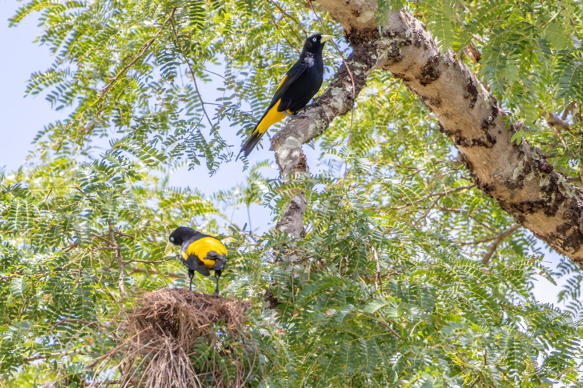 Gelbbürzelkassike - ML646301647