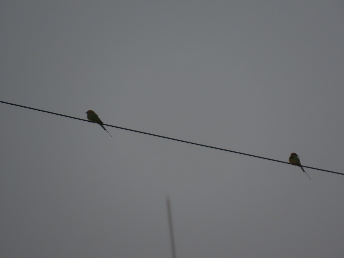 Bronzescheitel-Smaragdspint - ML646301650