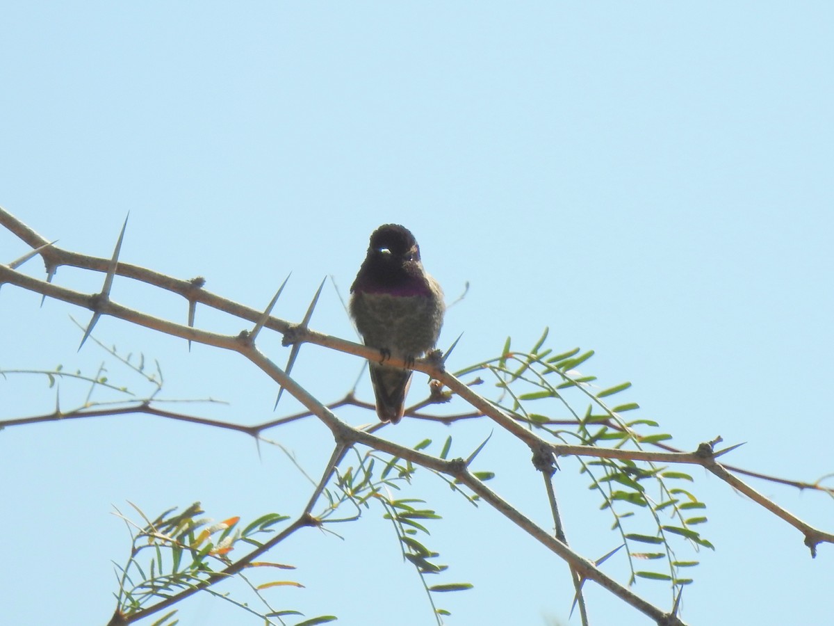 Veilchenkopfelfe - ML646301651