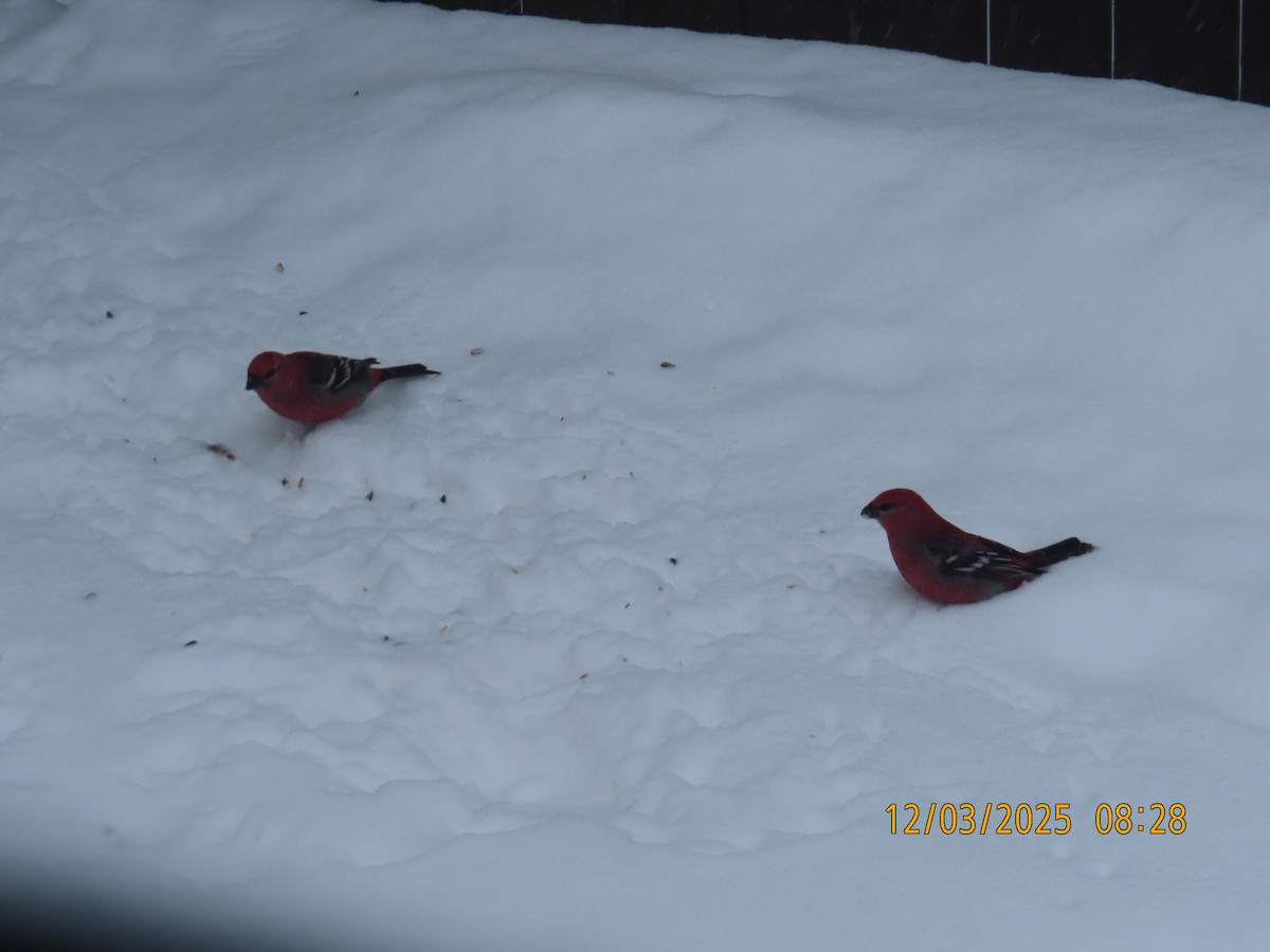 Pine Grosbeak - ML646301652