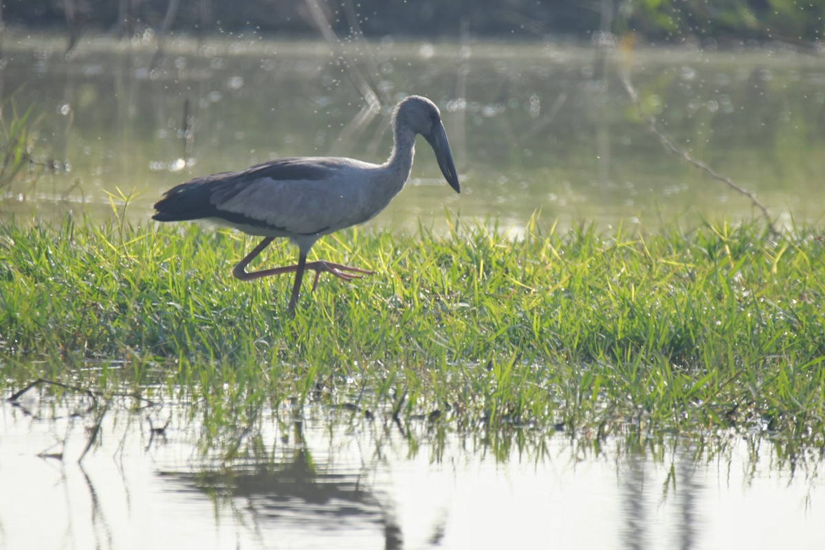 Silberklaffschnabel - ML646301654