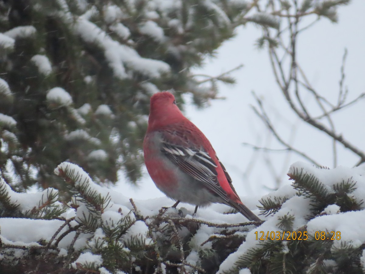 Pine Grosbeak - ML646301658