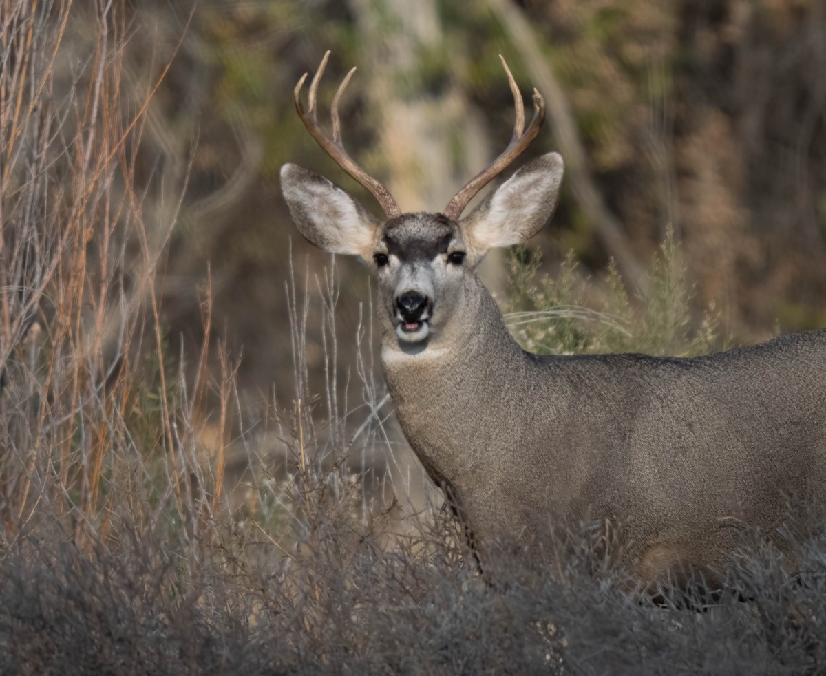 Чернохвостый олень - ML646301660
