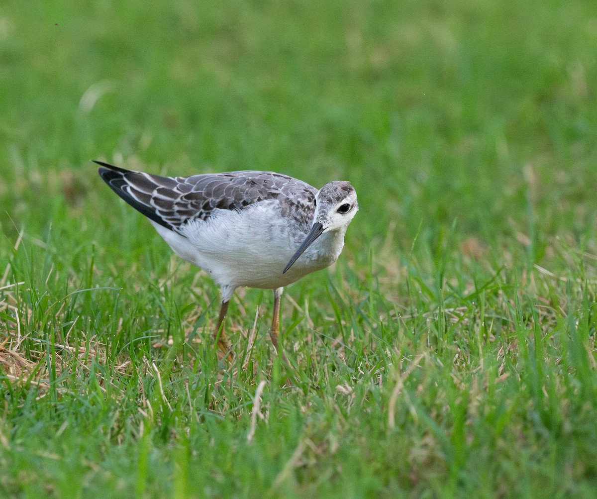 Wilsonwassertreter - ML646301661