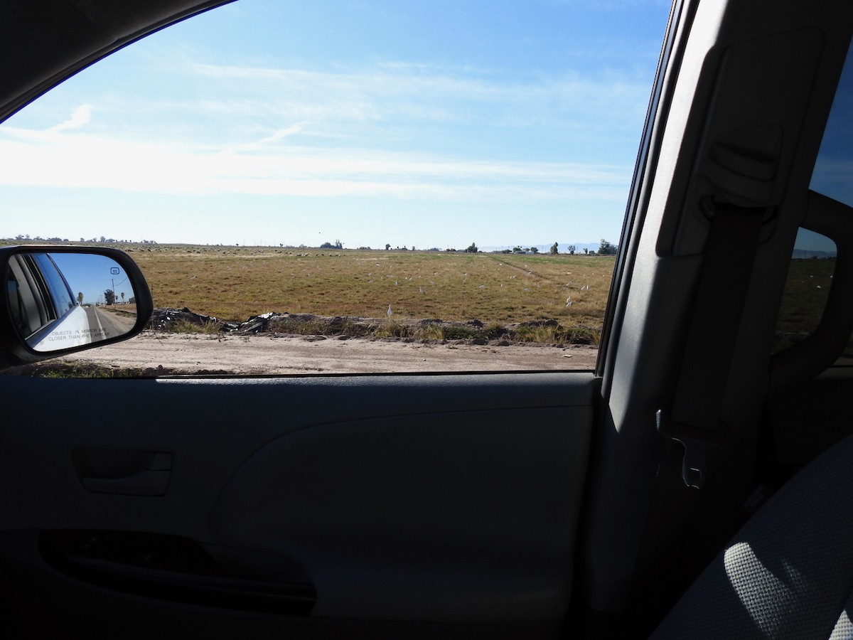 Kuhreiher - ML646301662