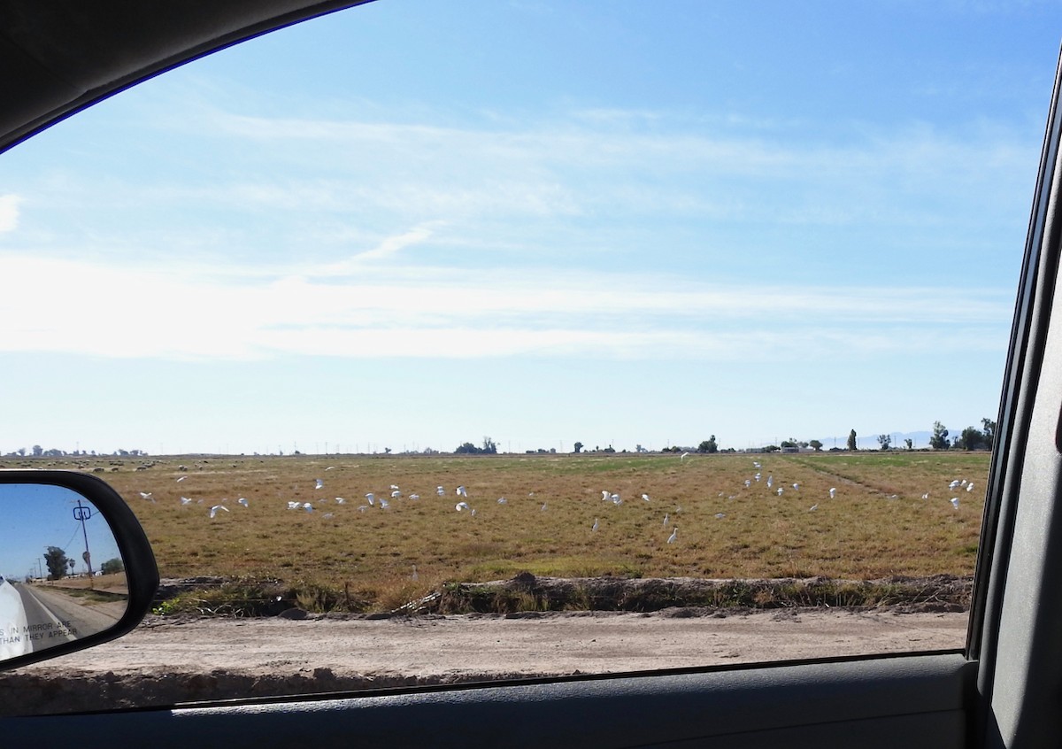 Kuhreiher - ML646301663