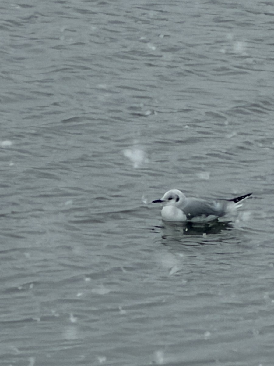 Bonapartemöwe - ML646301664