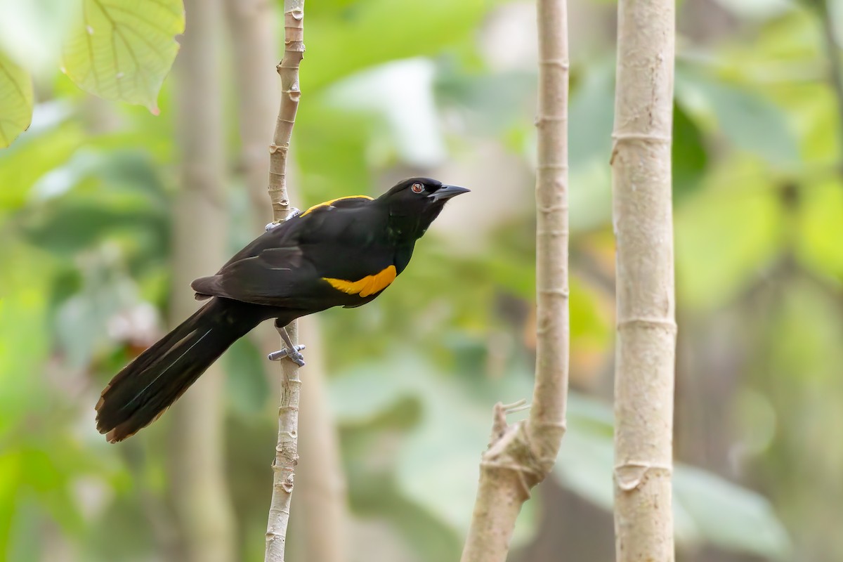 Feuerflügeltrupial - ML646301665