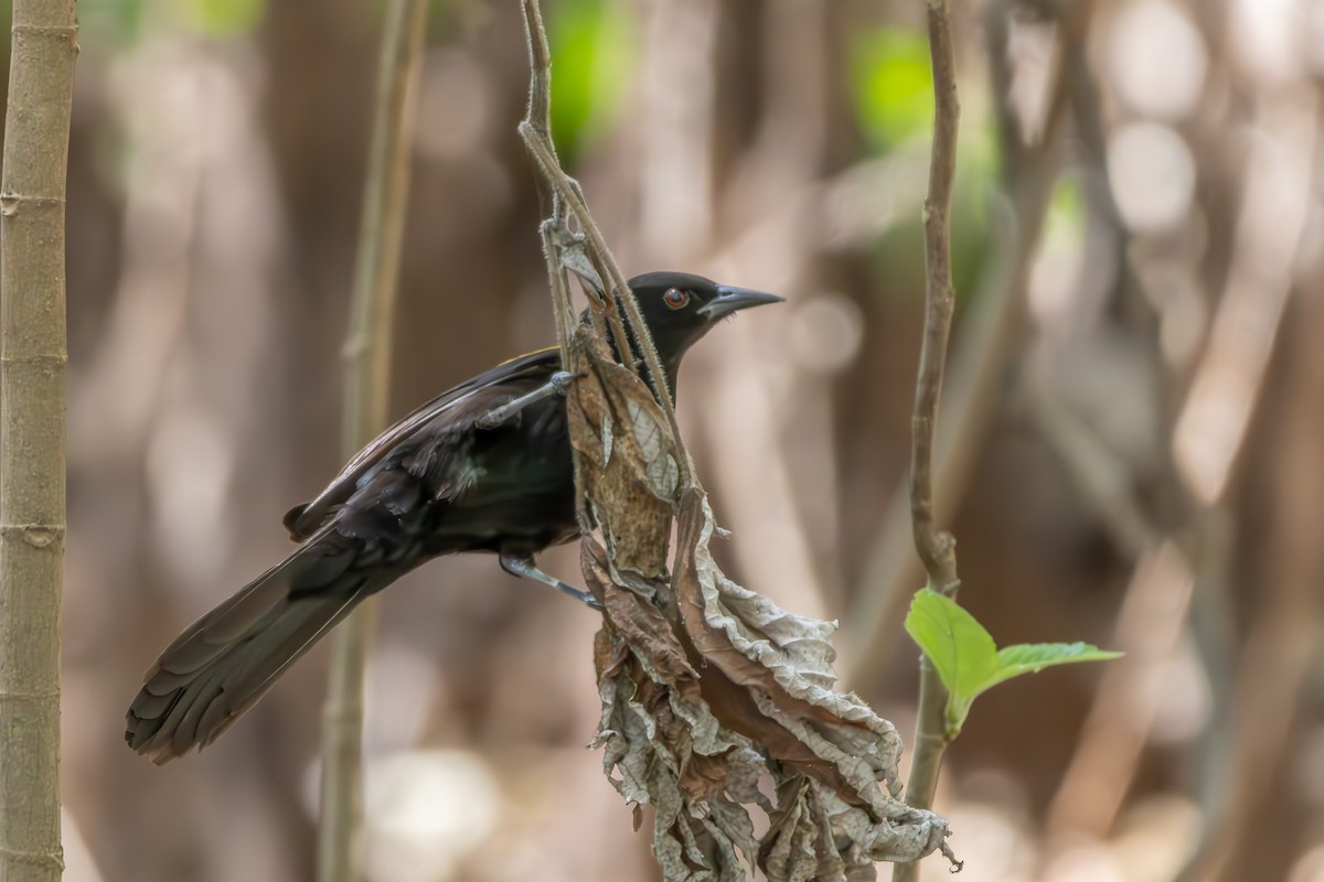 Feuerflügeltrupial - ML646301666