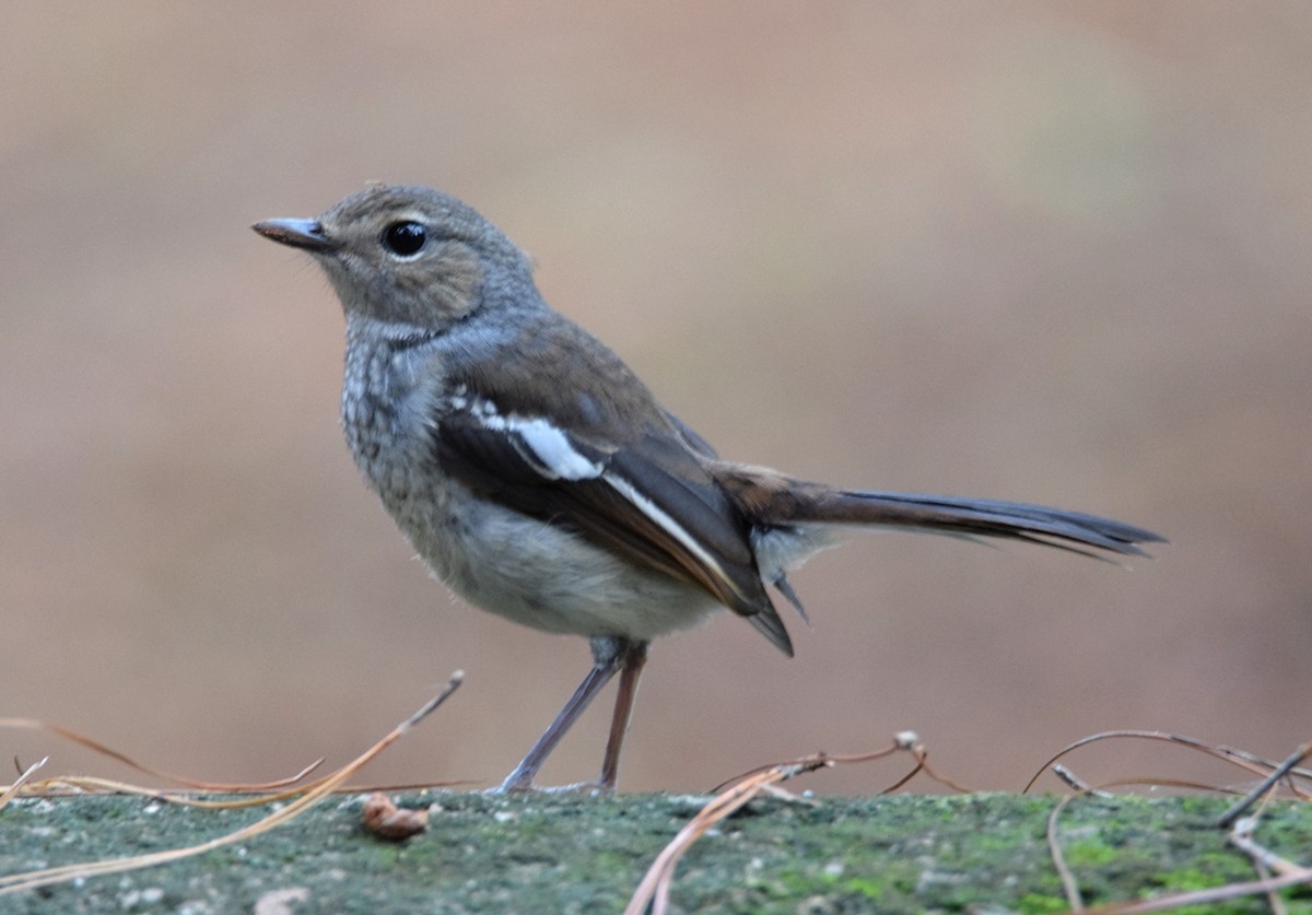 Madagaskarschama - ML646301668