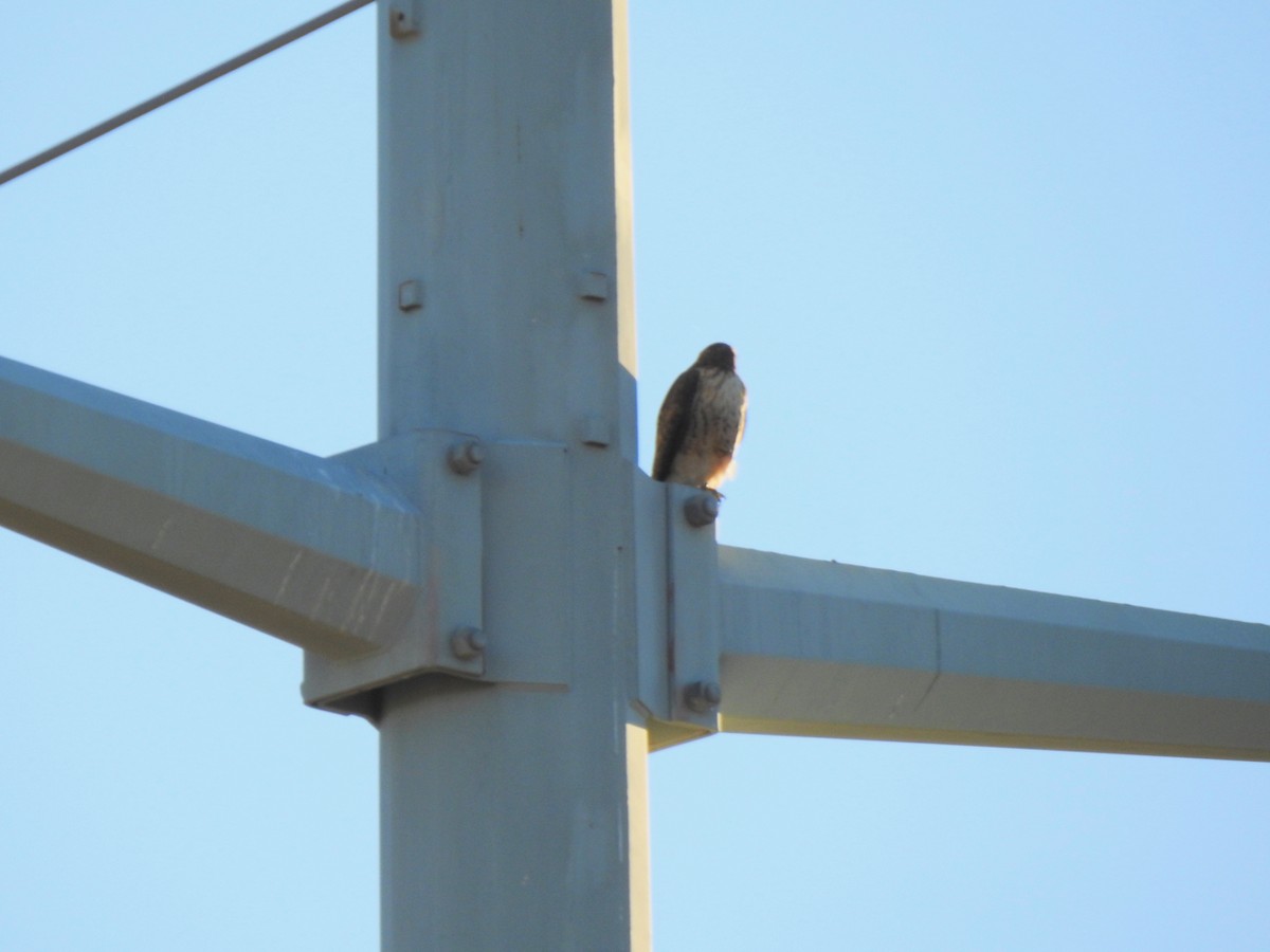 Rotschwanzbussard - ML646301669