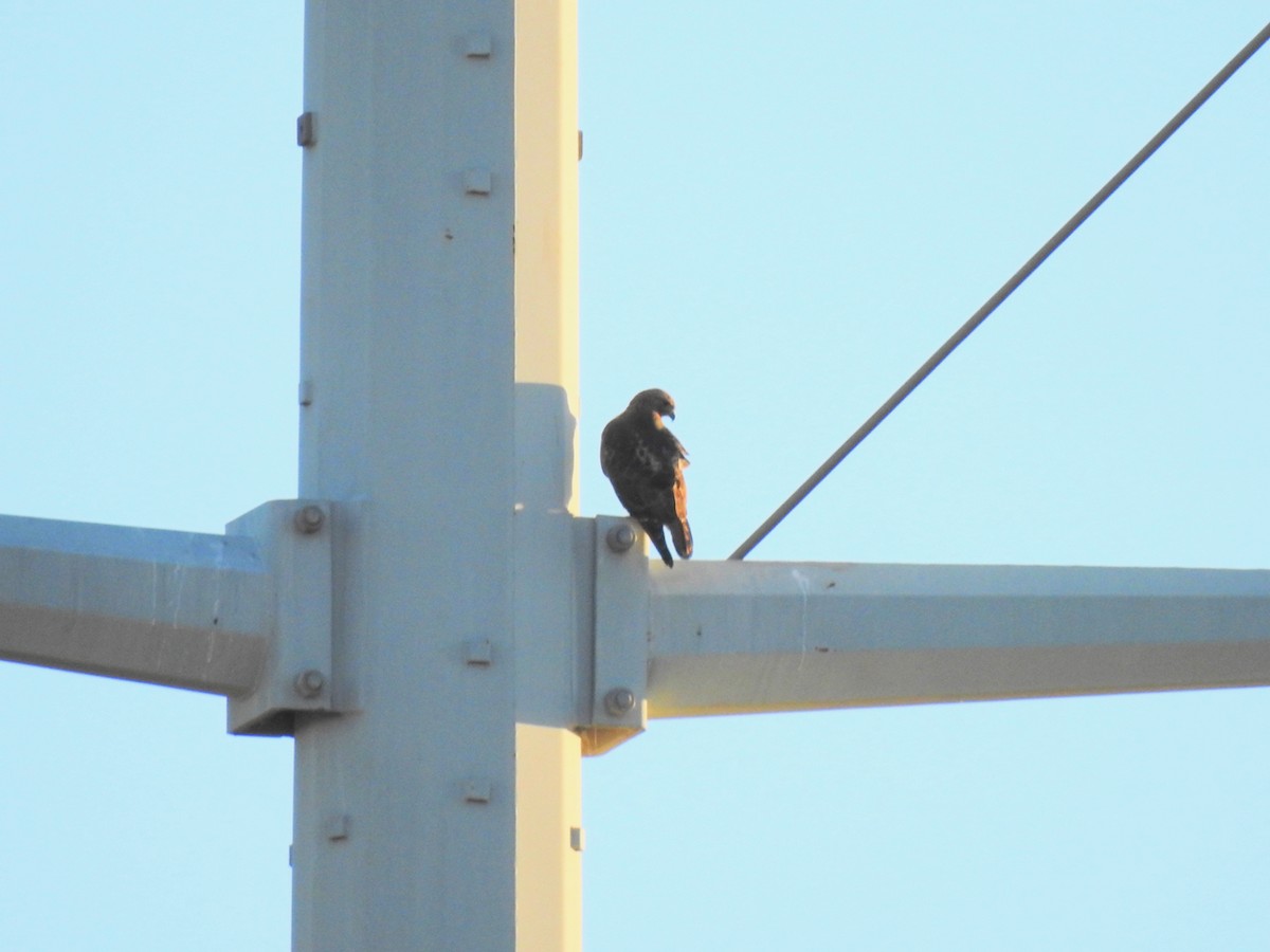 Rotschwanzbussard - ML646301670