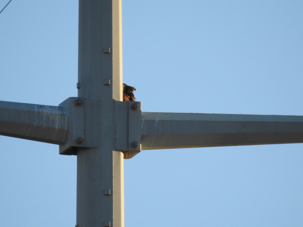 Rotschwanzbussard - ML646301671