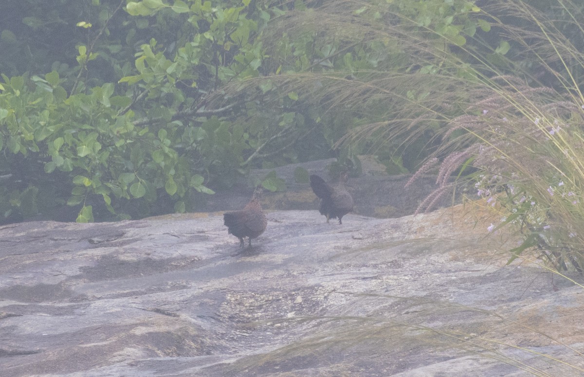 Perlspornhuhn - ML646301674