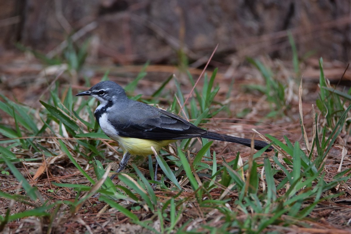 Madagaskarstelze - ML646301675