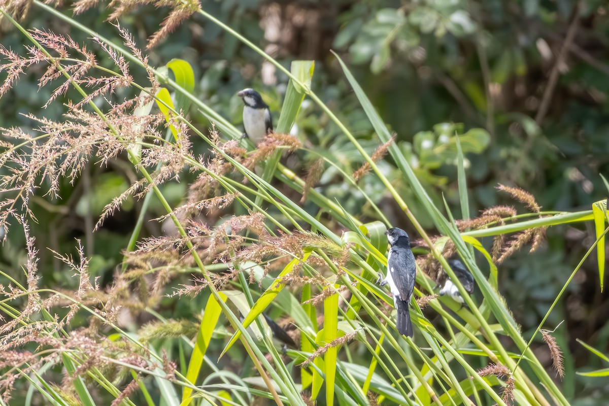 Lined Seedeater - ML646301676