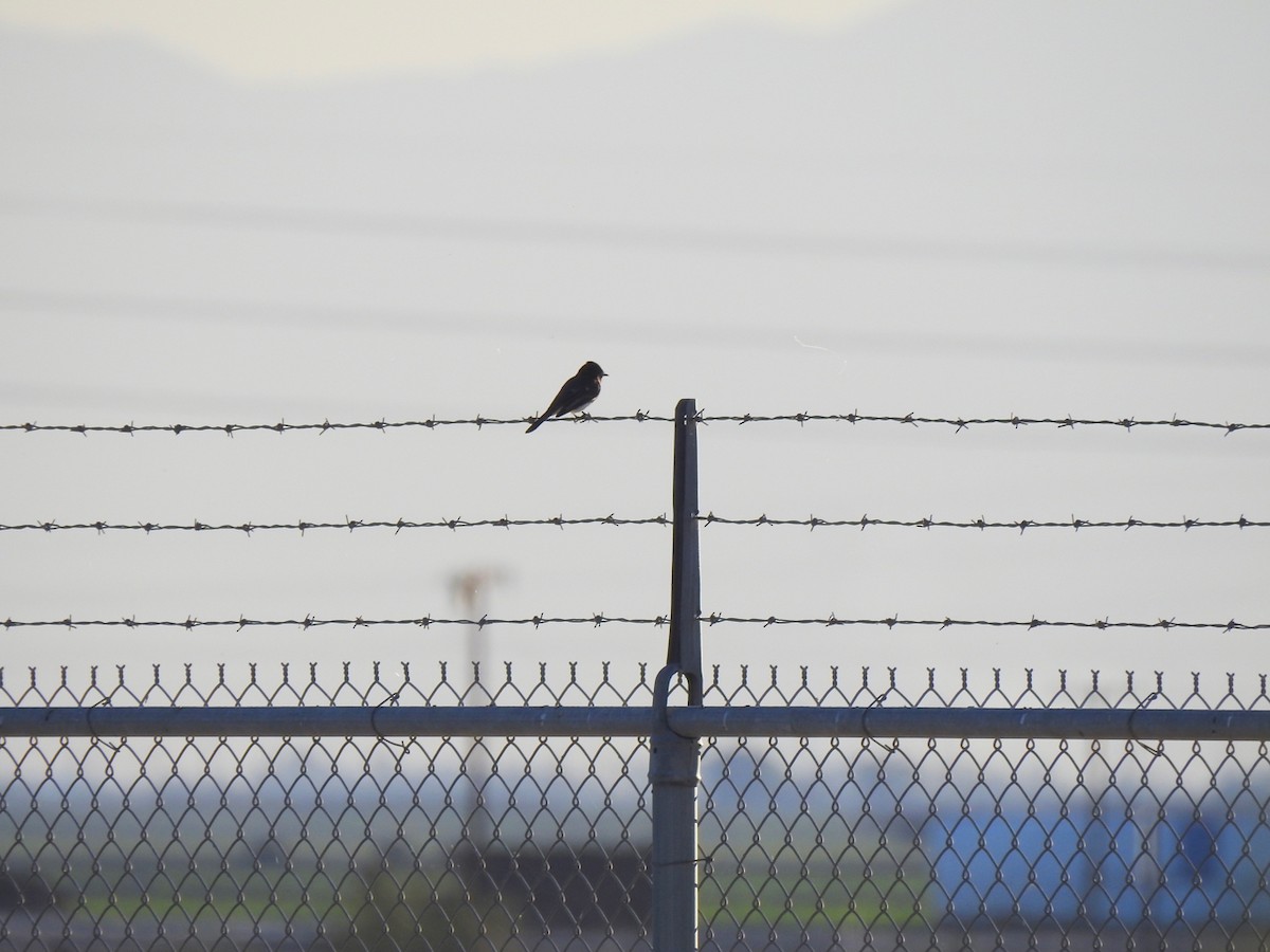 Schwarzkopf-Phoebetyrann - ML646301682