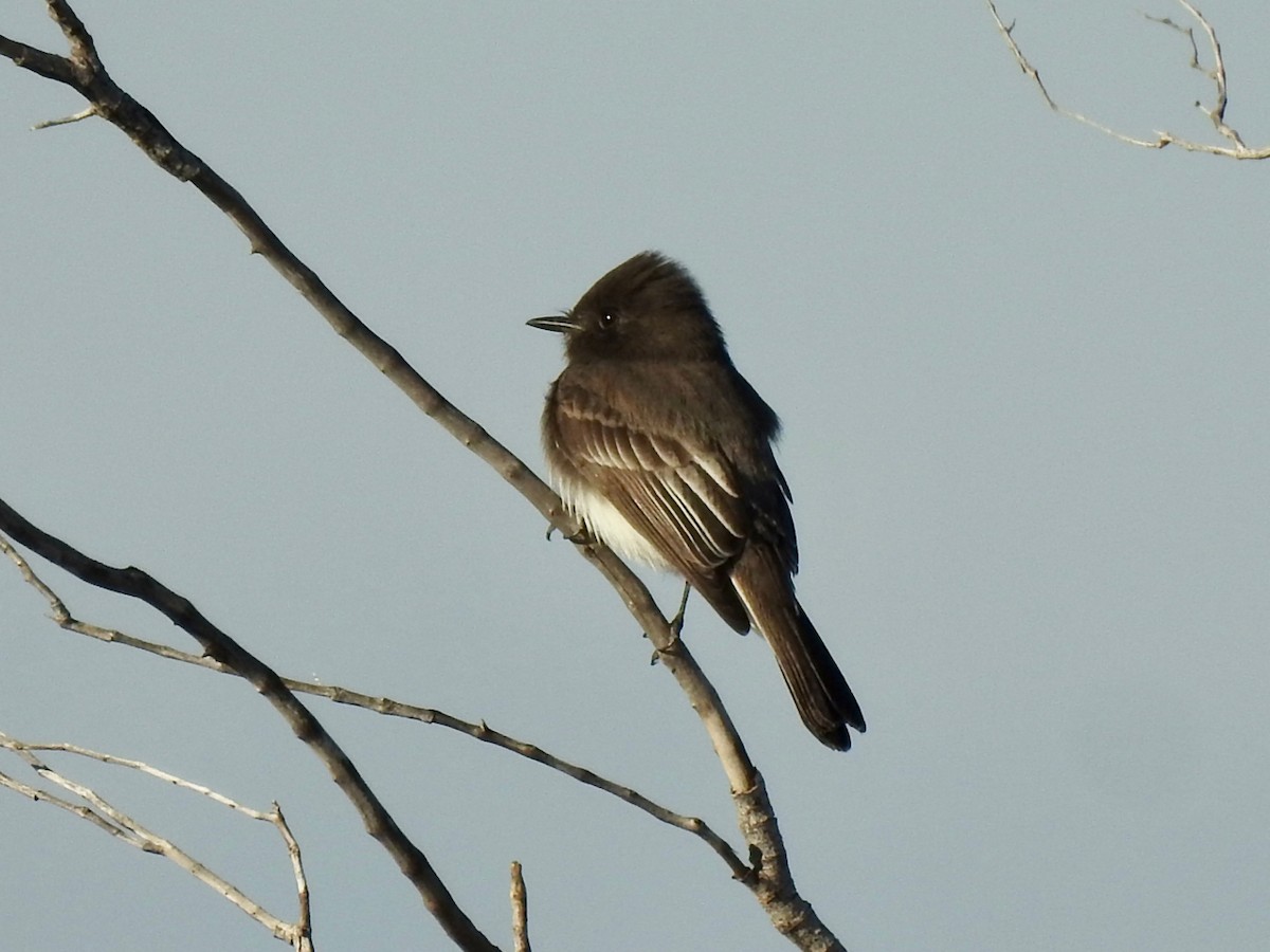 Schwarzkopf-Phoebetyrann - ML646301683