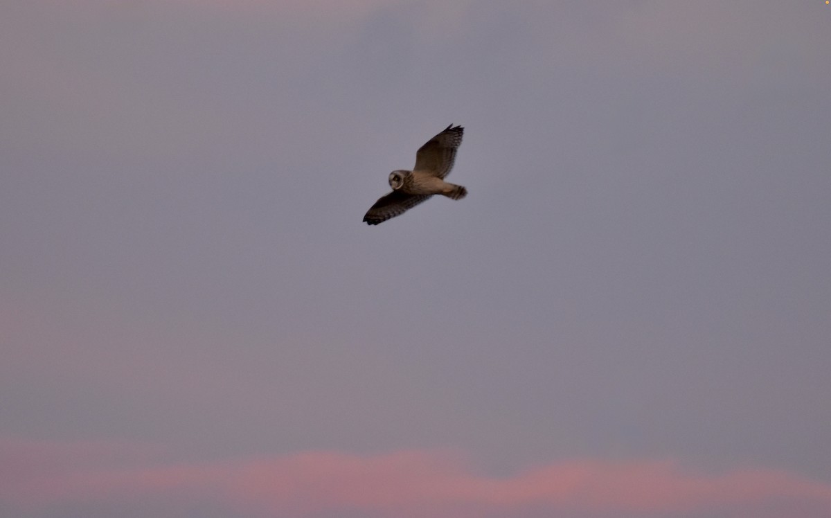 コミミズク（flammeus） - ML646301684