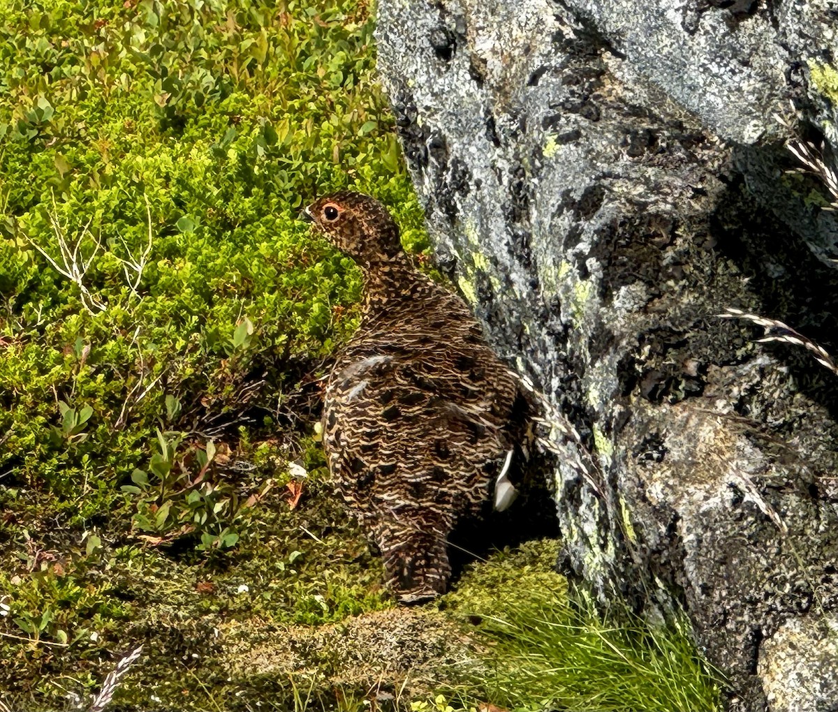 Moorschneehuhn - ML646301686