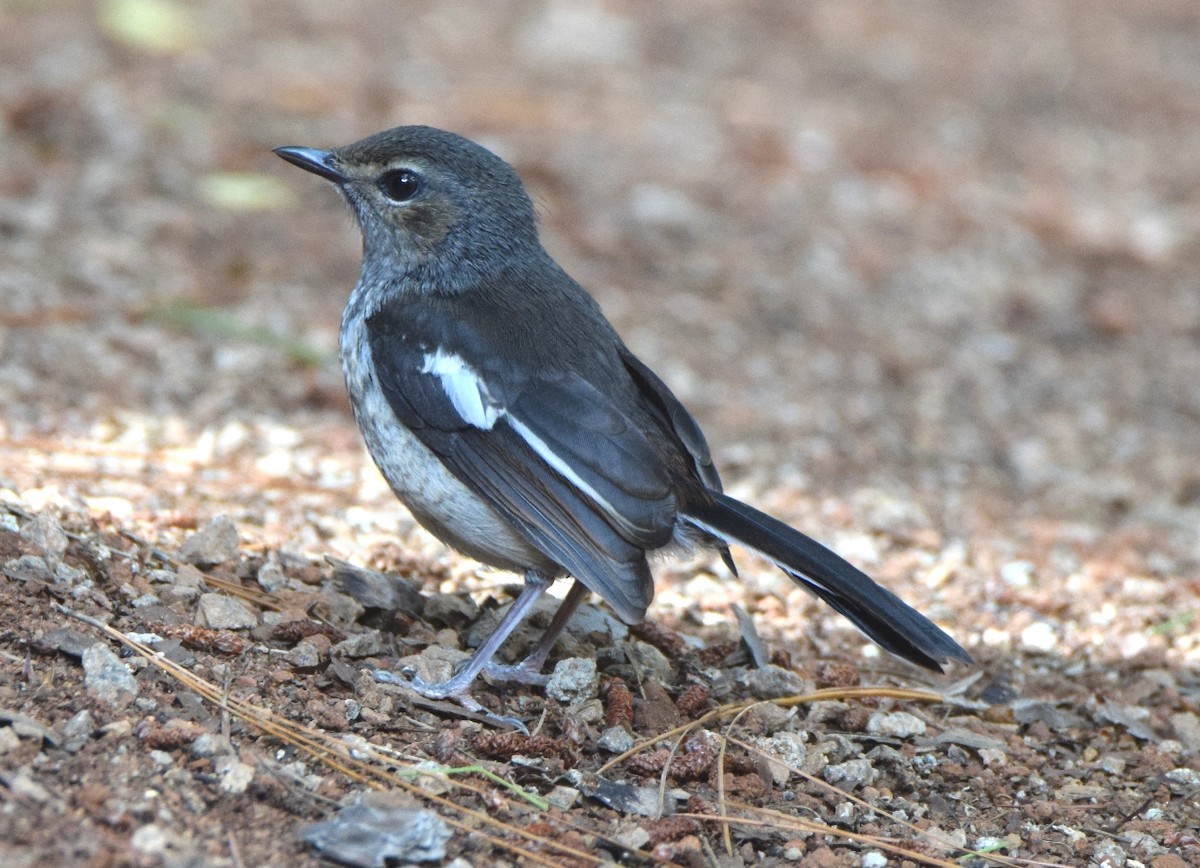 Мадагаскарский шама - ML646301690