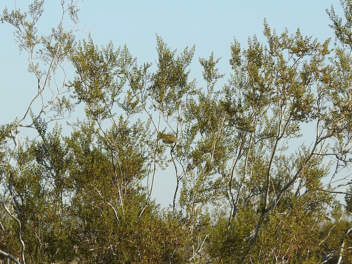 moudivláček žlutohlavý - ML646301693