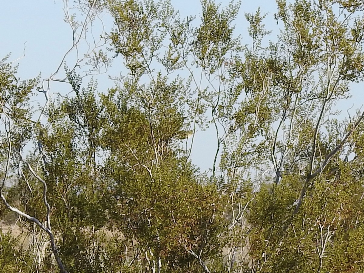 moudivláček žlutohlavý - ML646301694