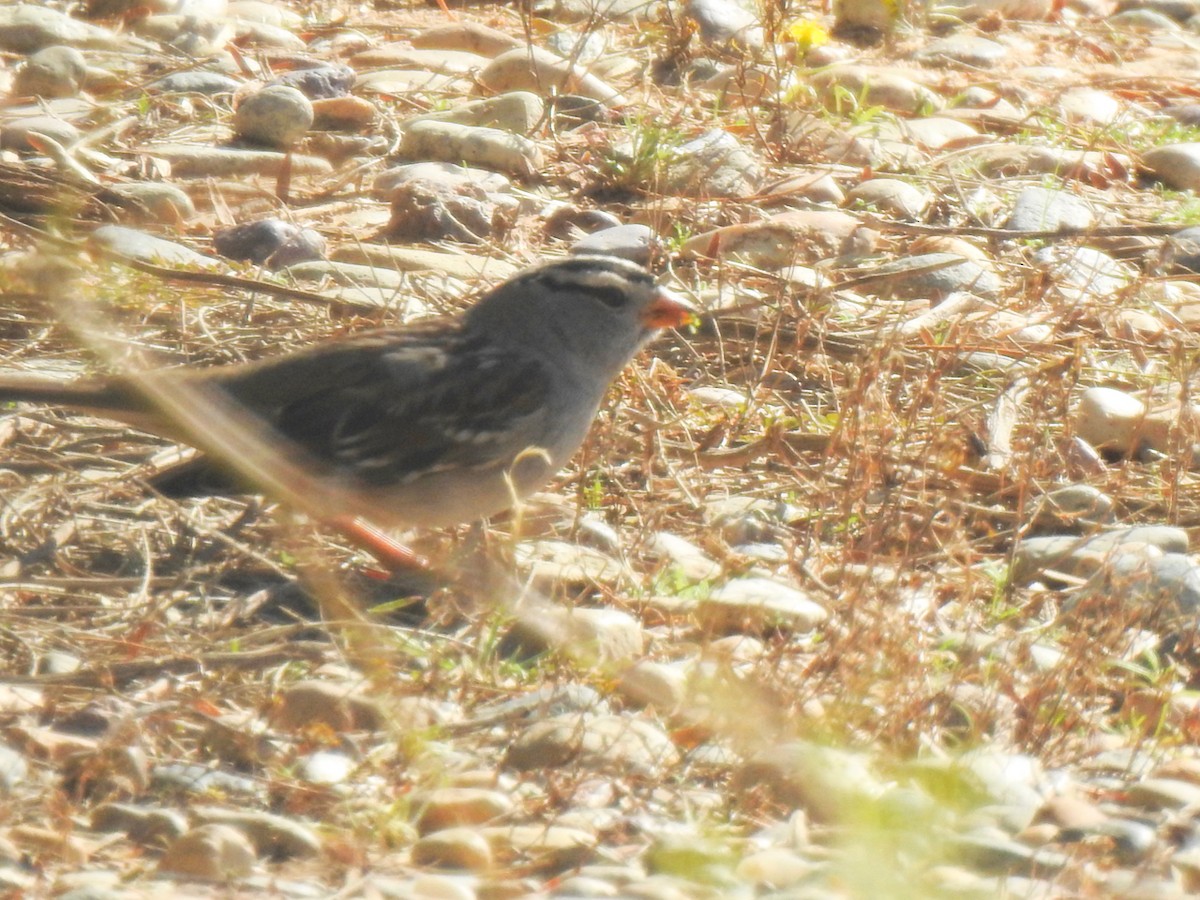 strnadec bělopásý - ML646301698