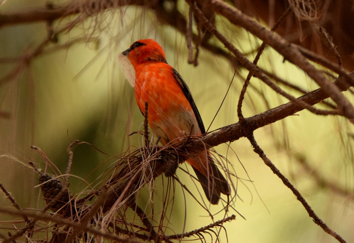 Red Fody - ML646301718