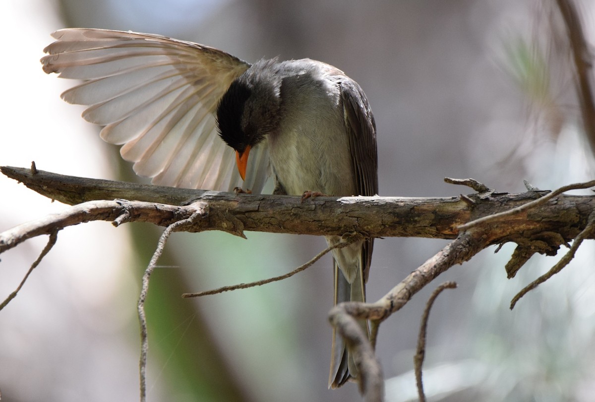 Malagasy Bulbul - ML646301721