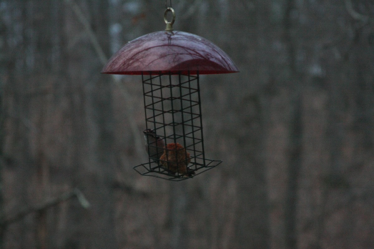 Downy Woodpecker (Eastern) - ML646301723