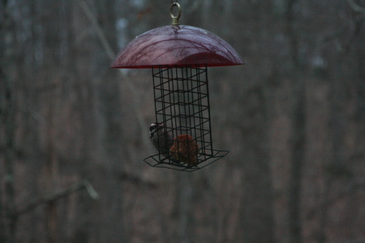 セジロコゲラ（pubescens／medianus） - ML646301725