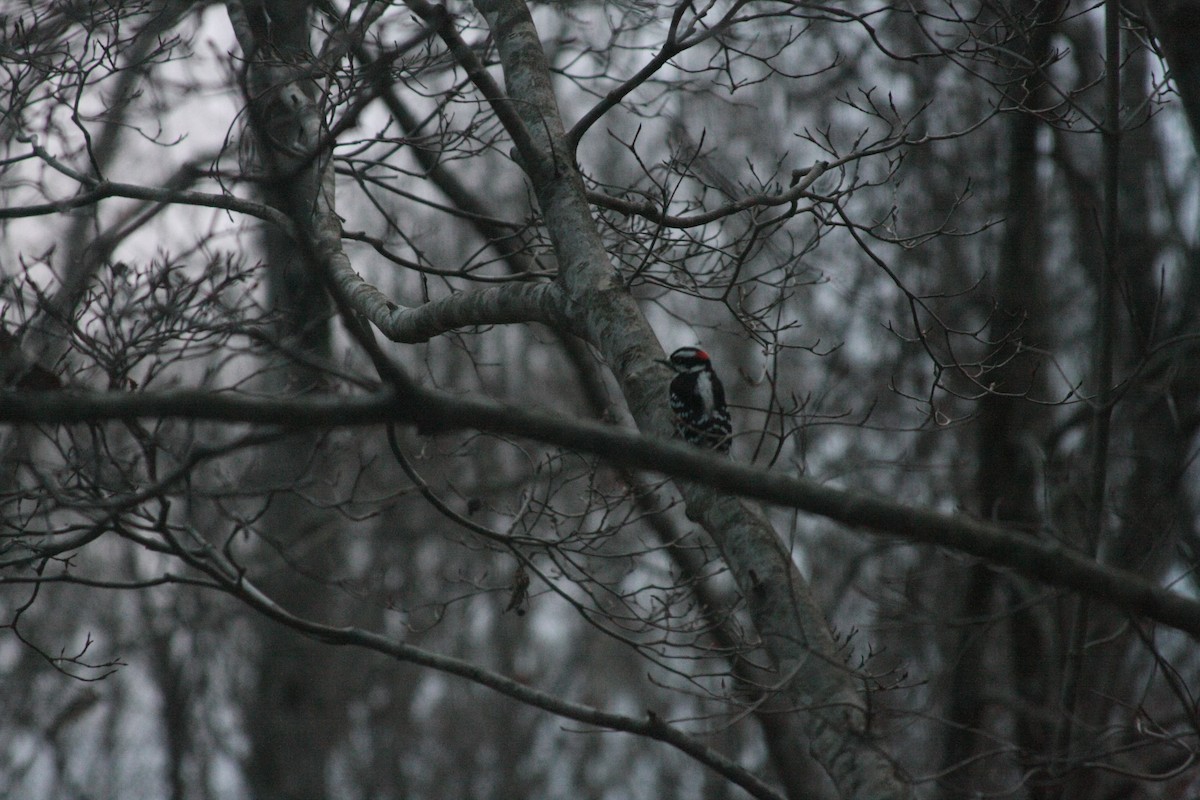 セジロコゲラ（pubescens／medianus） - ML646301726