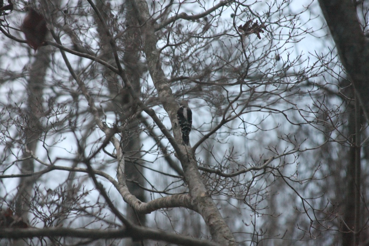 セジロコゲラ（pubescens／medianus） - ML646301727