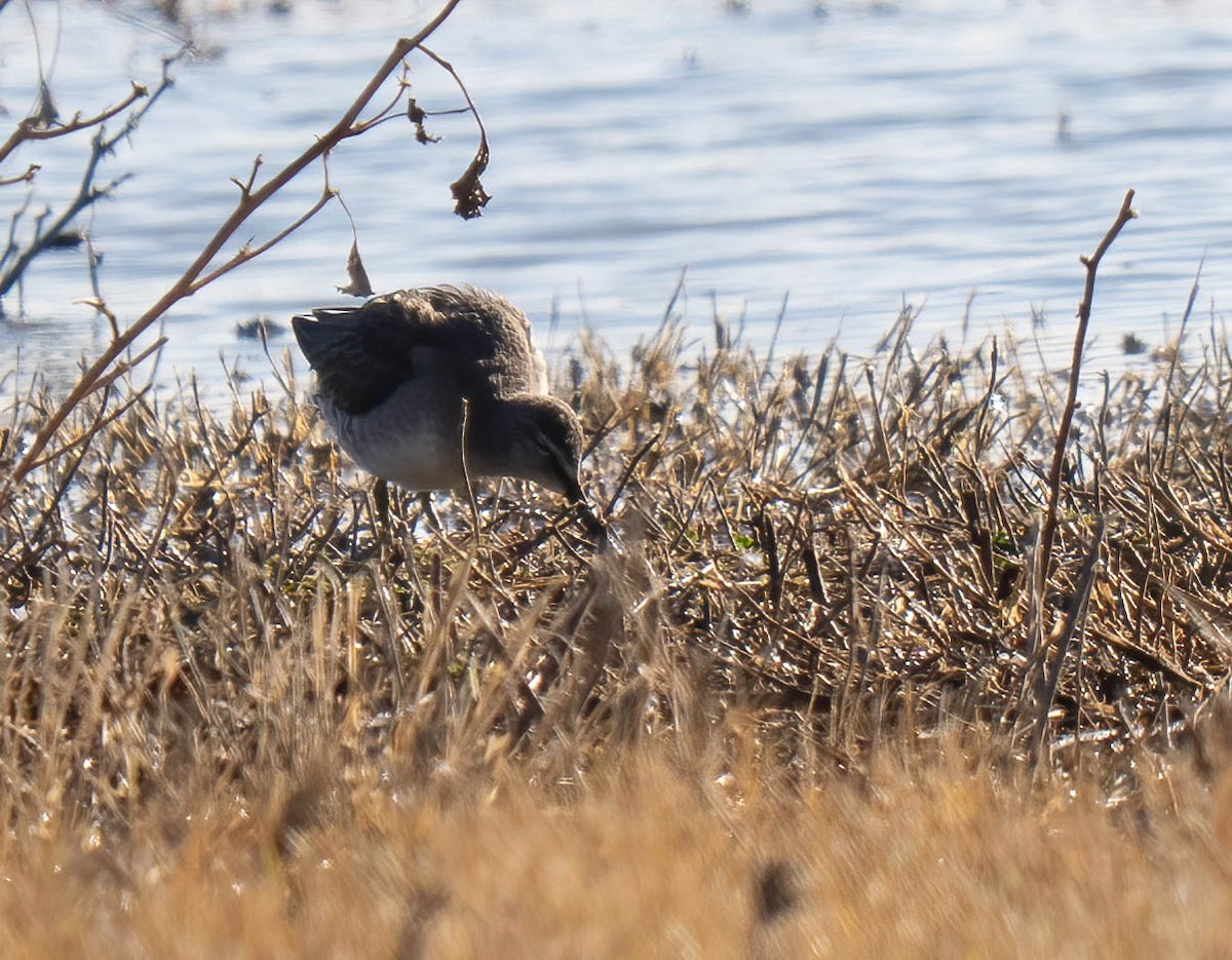 Long-billed Dowitcher - ML646301741