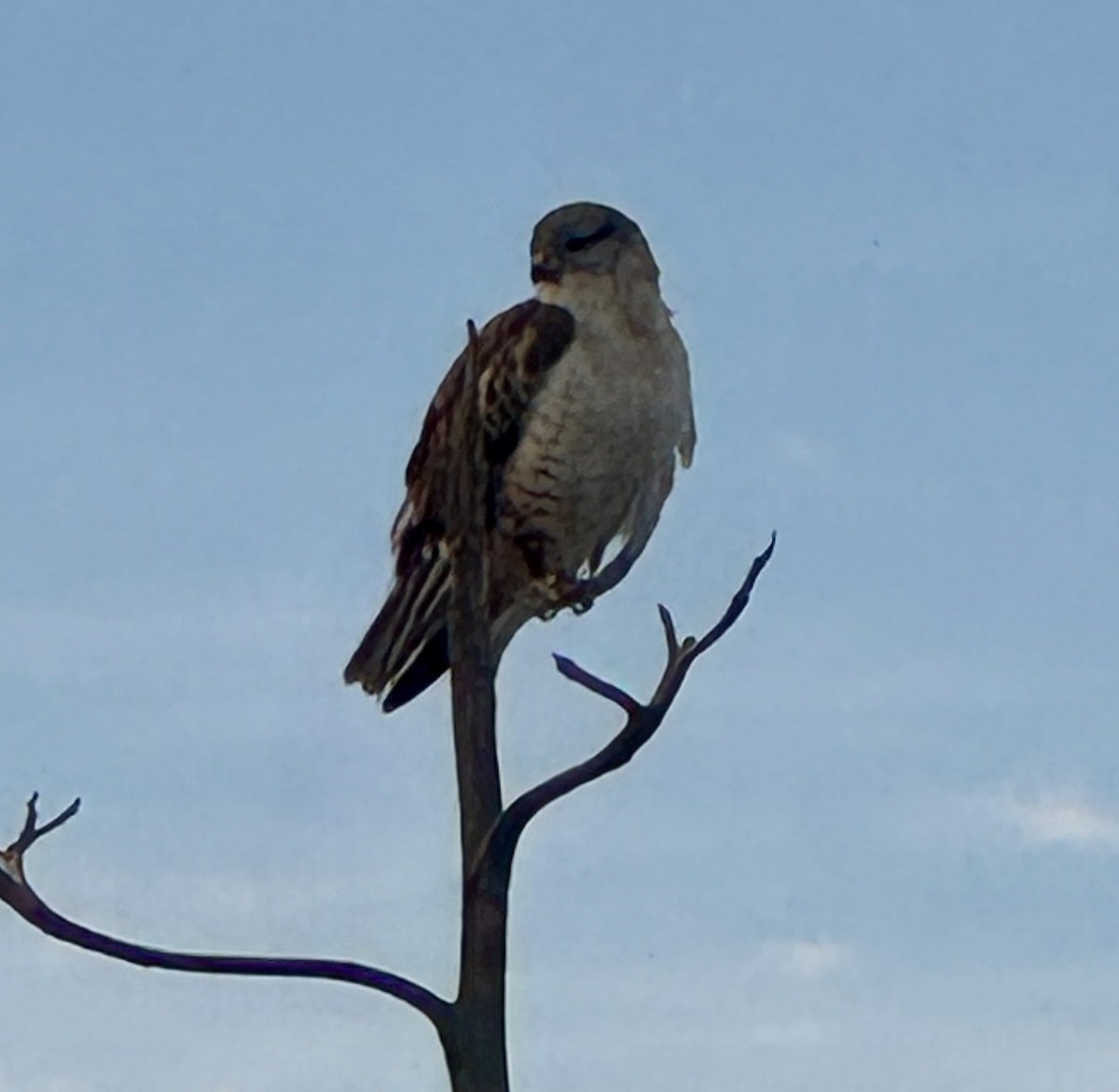 Ferruginous Hawk - ML646301744