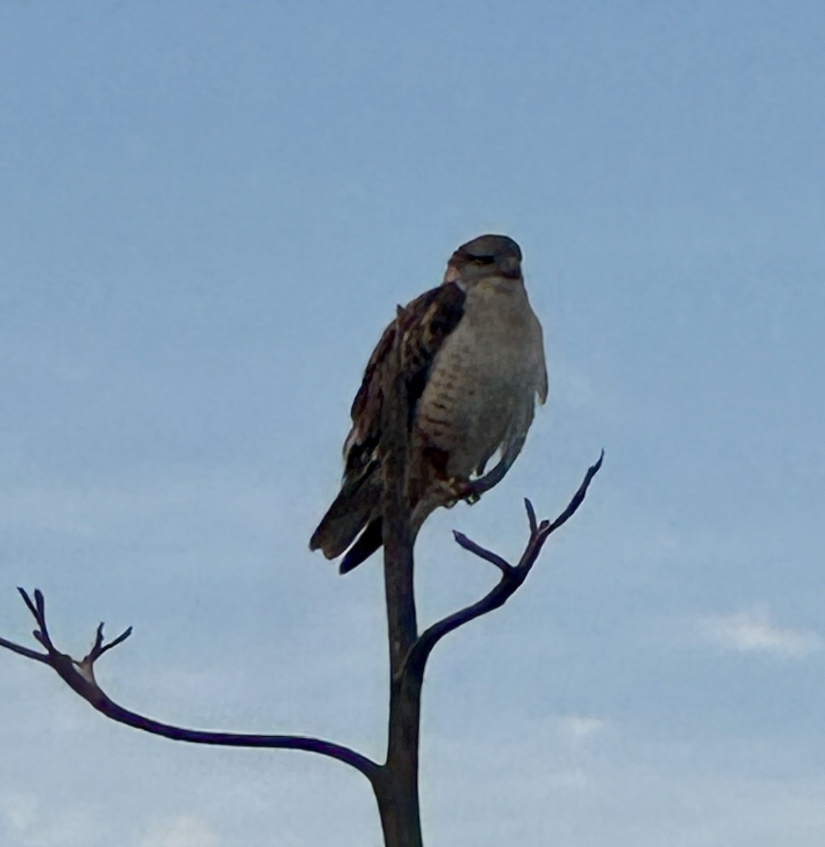 Ferruginous Hawk - ML646301745