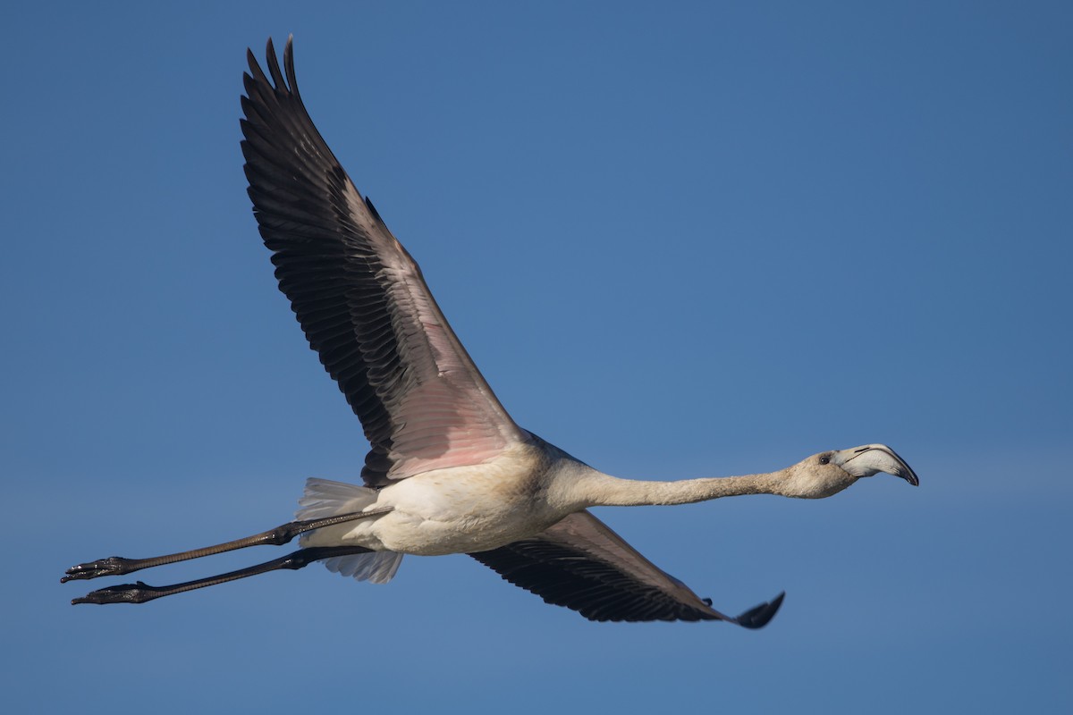 Greater Flamingo - ML646301746