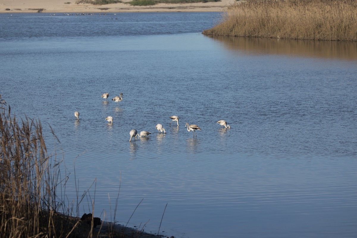 Greater Flamingo - ML646301747