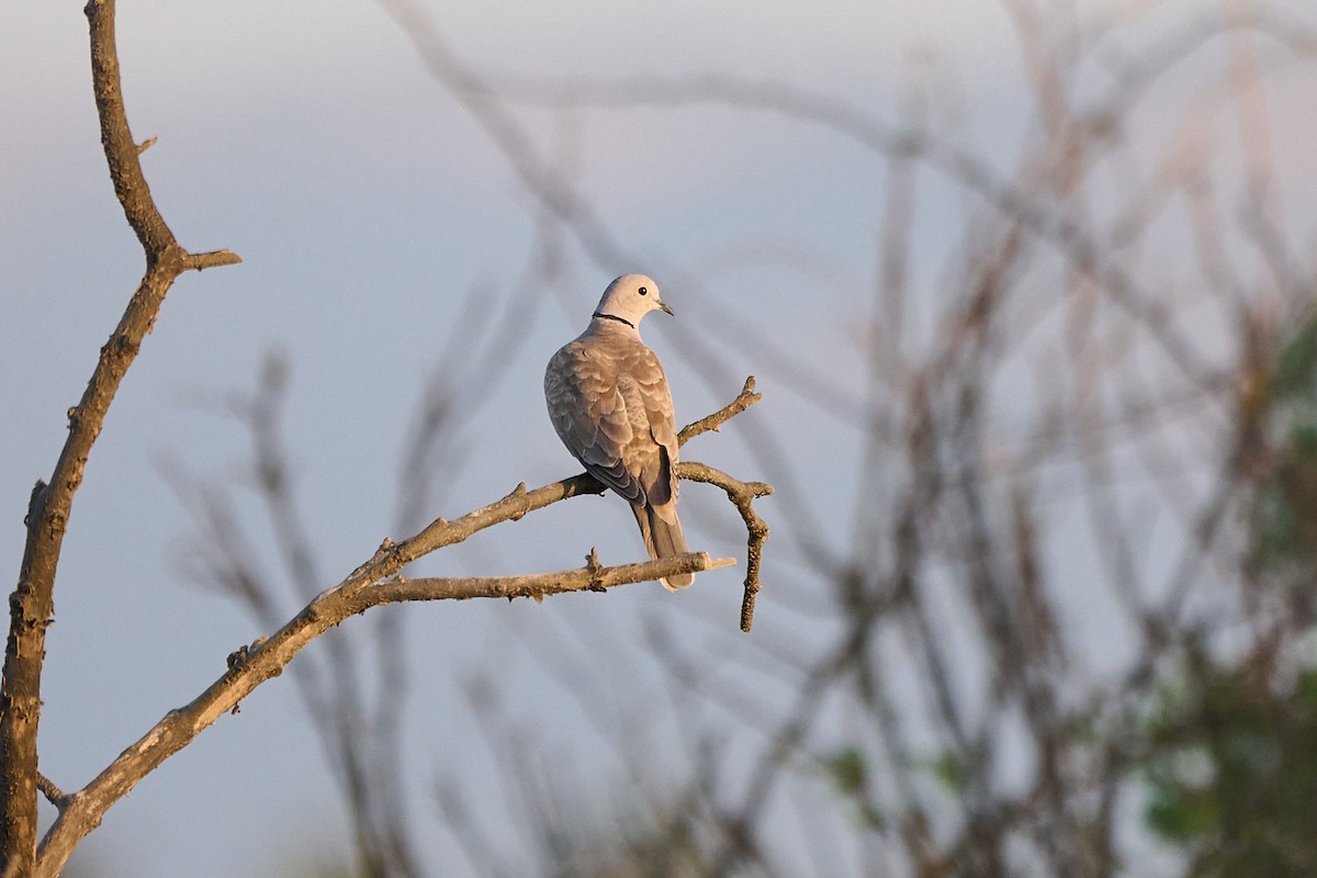 Tourterelle turque - ML646301750