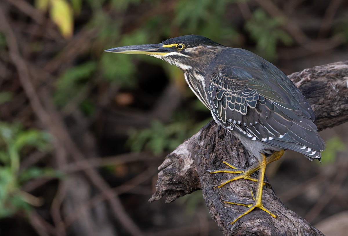 Little Heron - ML646301751