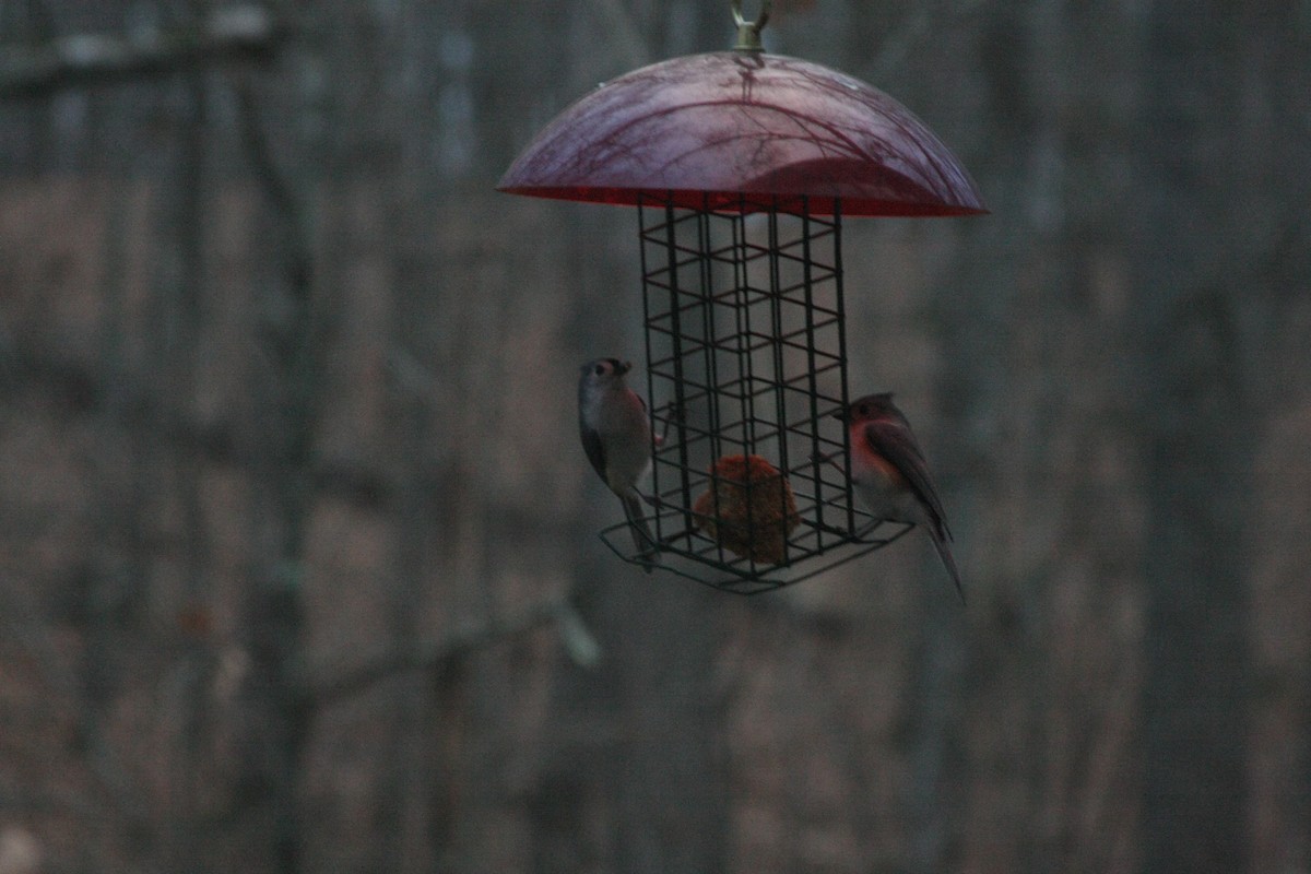 エボシガラ - ML646301754