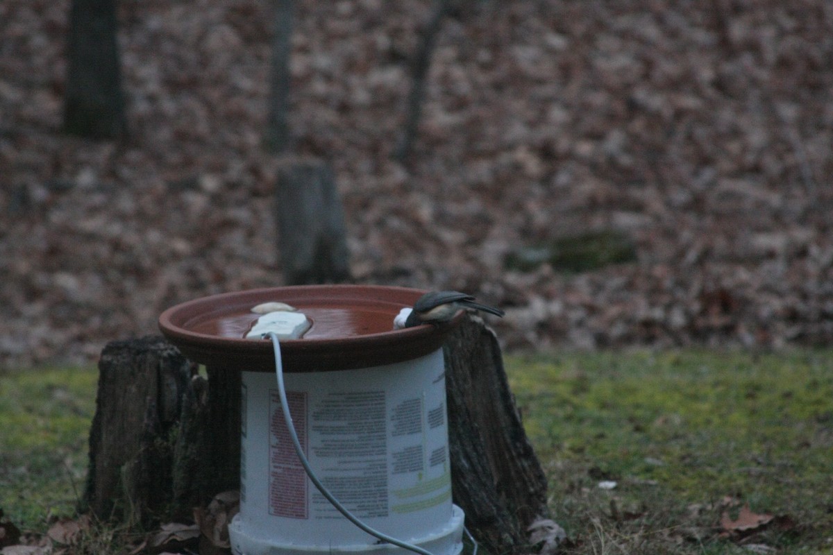 エボシガラ - ML646301756