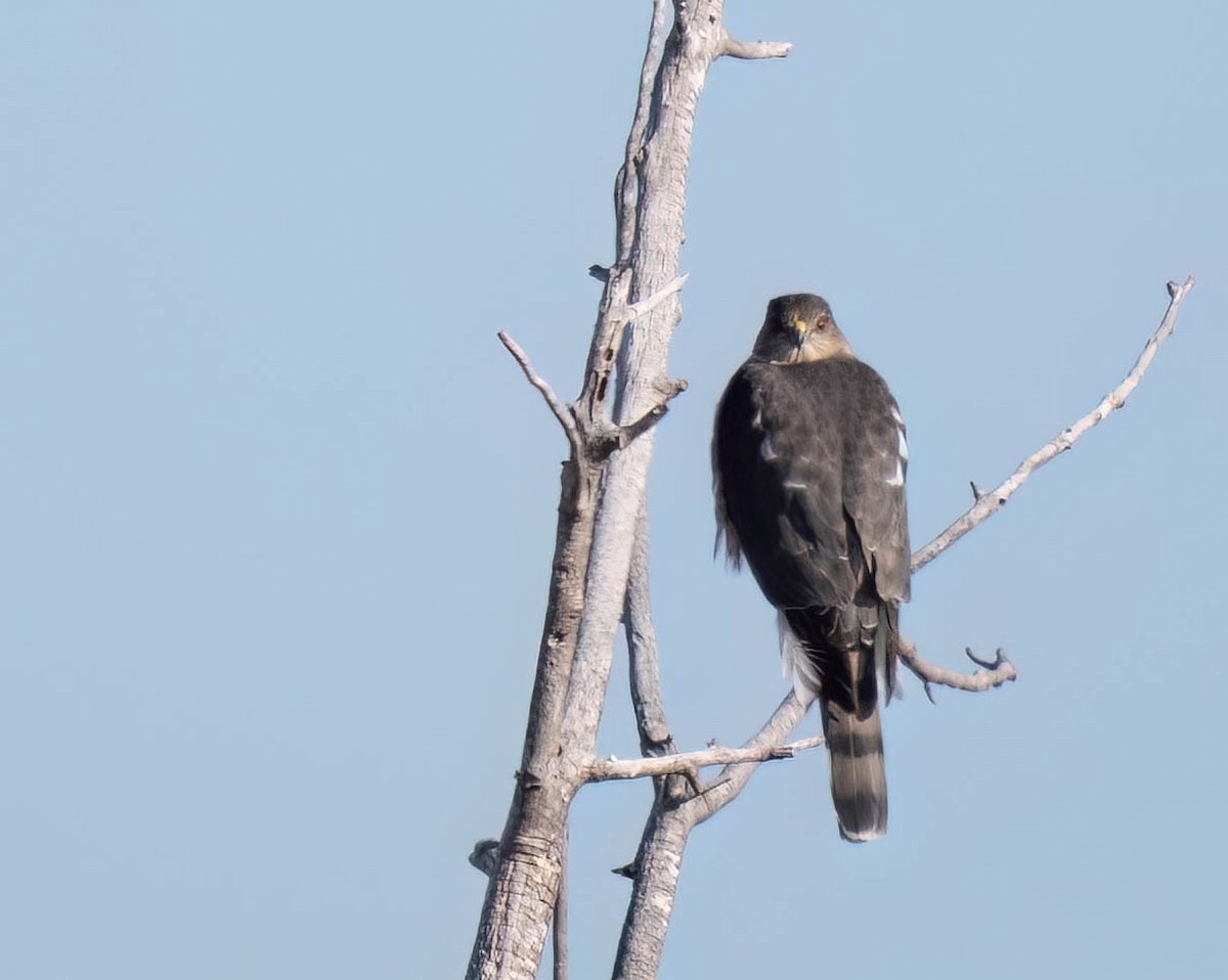 Sharp-shinned Hawk - ML646301759