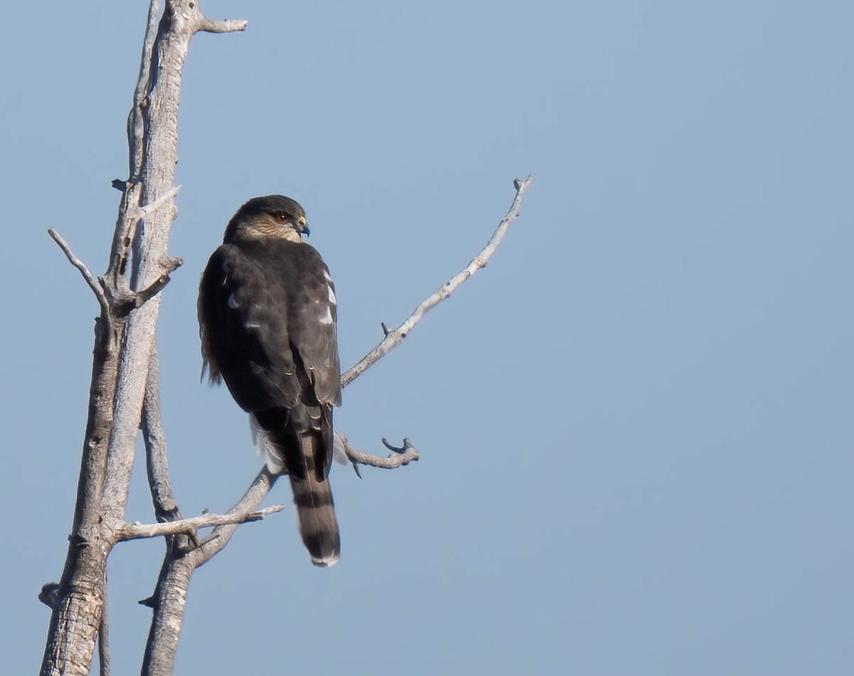 Sharp-shinned Hawk - ML646301761