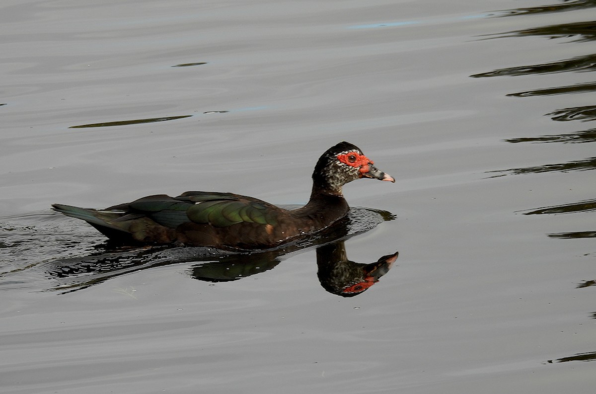 ノバリケン（家畜） - ML646301763