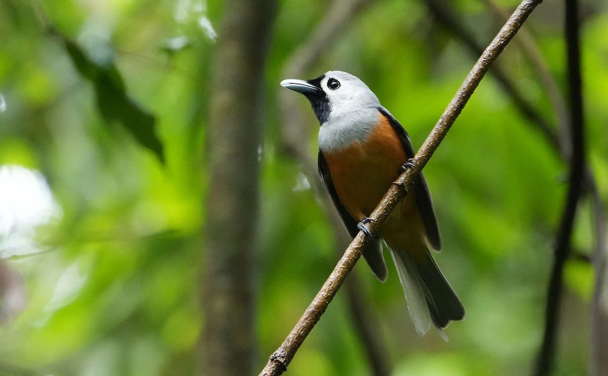 Black-faced Monarch - ML646301765