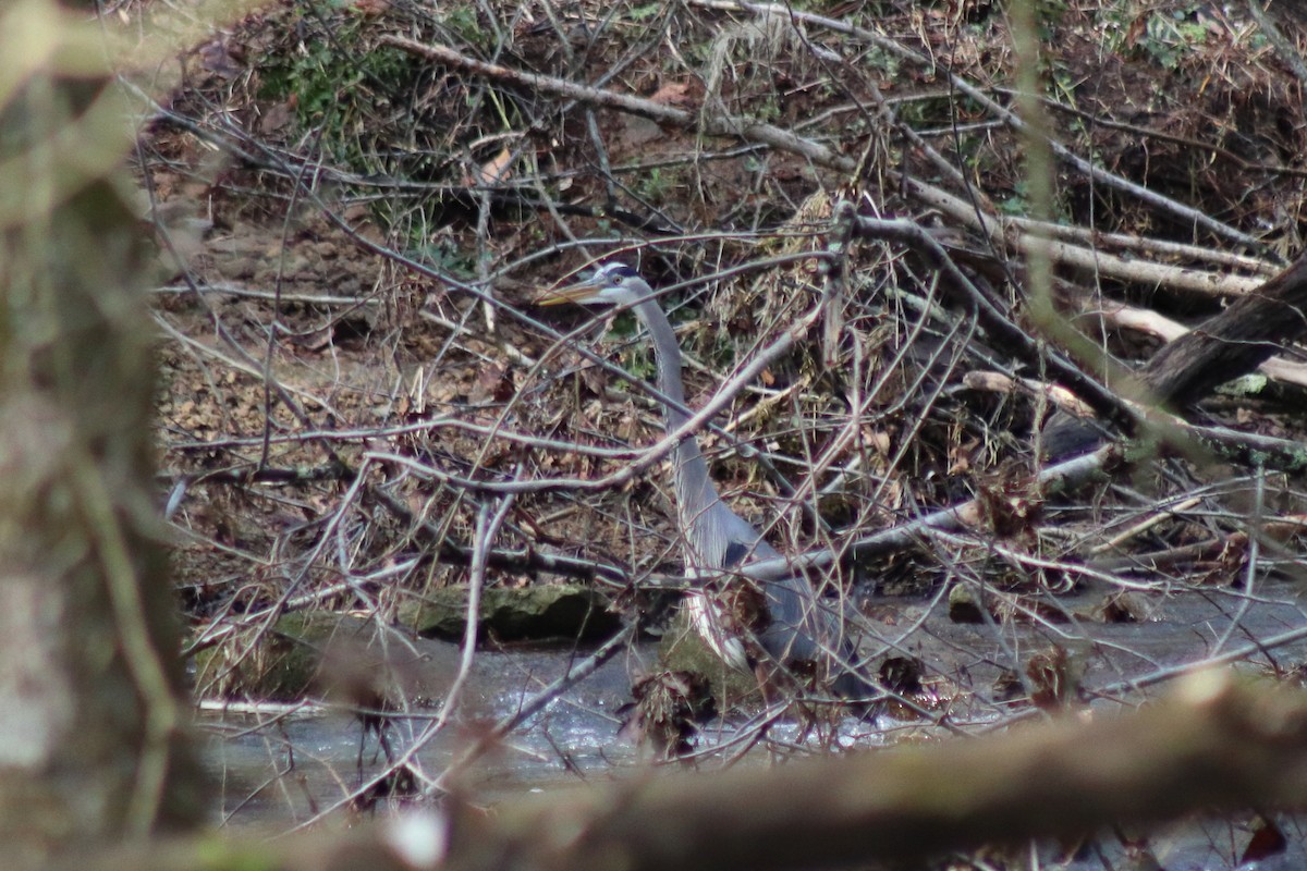 Great Blue Heron - ML646301766